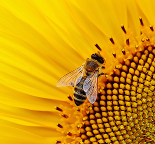 Honeybee on a sunflower
