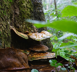 Reishi mushroom in the forest