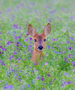 An antlerless deer visible from the neck up in a buckwheat field in bloom.
