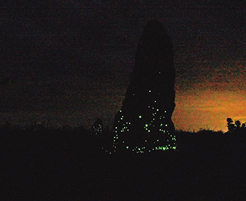 Luminous termite mounds in the central region of the Emas National Park