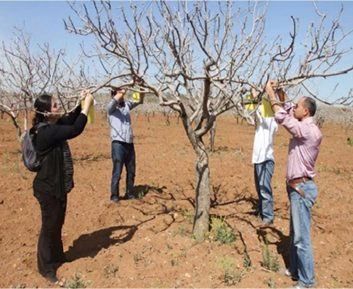 A group of 4 people around a tree hanging traps in a pistachio orchard.