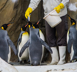 A group of 5 penguins with a zookeeper shown from the waist down. The keeper is holding a white bucket and handing fish to a penguin.