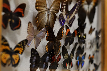 Collection of mounted butterflies