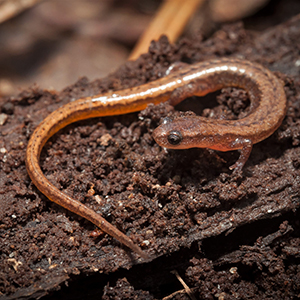 Dwarf salamander