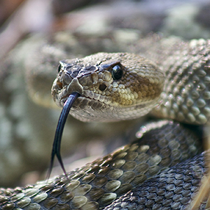 Close-up of a Rattlsnake head with it's  tongue out.