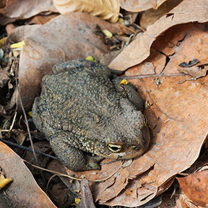 Rhinella-spinulosa, an Andean species of toad