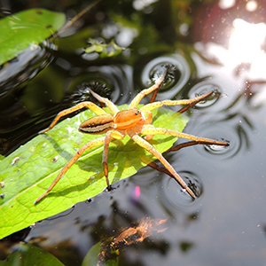 Raft Spider Dolomedes fimbriatus by @alexey_yabs / iNaturalist (CCO)