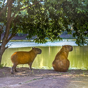 Two capybaras at the edge of a lake under a tree
