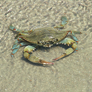 Blue Crab on sand in shallow watter by Chuck Grimmett (Flickr CC0).