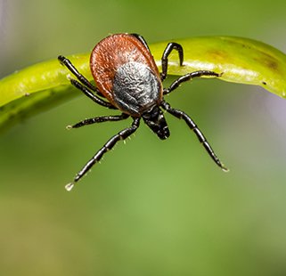 A tick on a leaf with it's front legs reaching out.
