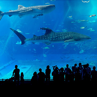 Aquarium visitors looking at whale sharks in a tank.
