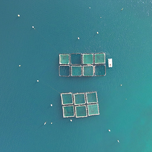 Aerial view of an aquaculture operation