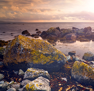 Lichen on a rocky coastline.