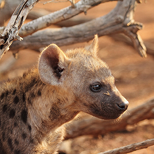 Closeup of a hyena puppy looking toward the right.