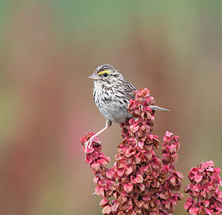 A Savannah Sparrow perched on bright pink flowers.