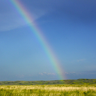 Rainbow arching over a field.