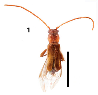 Fig 1. Nathrius brevipennis. Female, dorsal view.