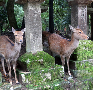 Sika deer in the religious sanctuary around the Kasuga Taisha Shrine.
