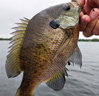Closeup of a pumpkinseed fish out of the water, a hand holding it by its mouth