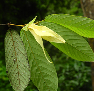 Closeup of a yellow flower and leaves of the Friesodielsia plant by Aparajita Datta (CC BY-SA 4.0)