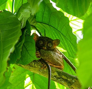 A tarsier sits among green leaves