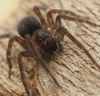 Close up of a Black Laceweaver Amaurobius ferox. Photo by iNaturalist user Zygy (CC0);