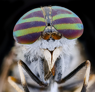 Closeup of the eyes and head of a Deer Fly. Photo by the USGS Bee Inventory and Monitoring Lab on Flickr