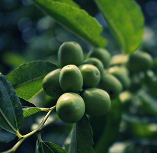 Jujube growing on a tree.