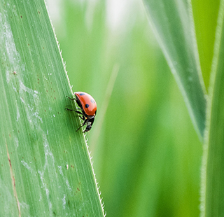 Lady beetle walking down the edge of a blade of grass
