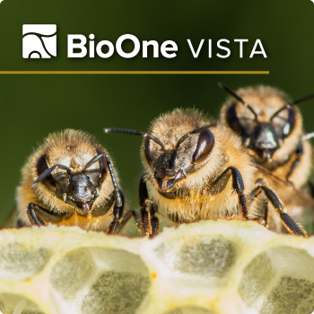 Three bees in a row, sitting on the top edge of a honeycomb