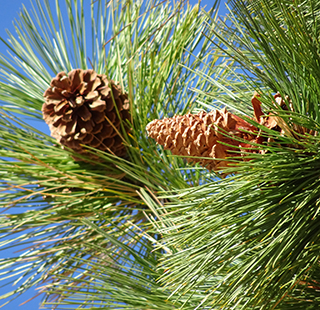 Closeup of pinecones on a Jeffrey Pine tree (CC0) via inaturalist user @frasera