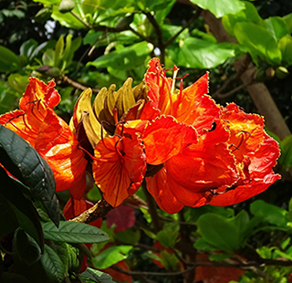 African Tulip Tree Flower Spathodea campanulata close up.
