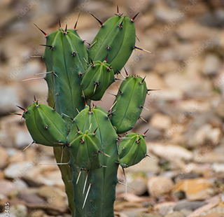 Cactus at Cadereyta Regional Botanic Garden.