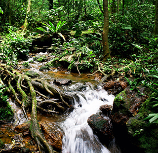 A rainforest stream in French Guiana