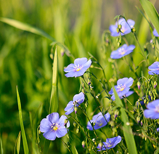 Lewis flax wildflowers blooming in a sunlit meadow