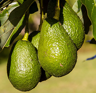 Closeup of avocados growing on a tree.