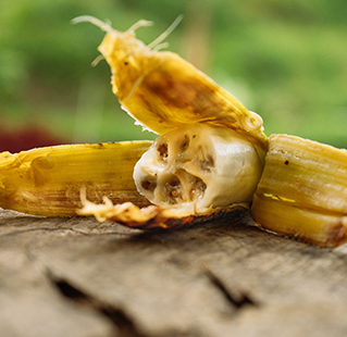 A partially-peeled wild banana, with a broken top to reveal the seeds