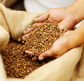 Hands holding raw coffee beans over an open burlap bag containing more beans