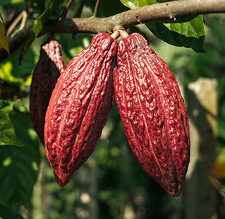 Cocoa fruit growing on a tree