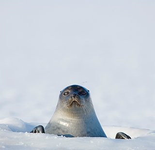 A Ringed seal (Pusa hispida) partially submerged in a hole in an ice sheet