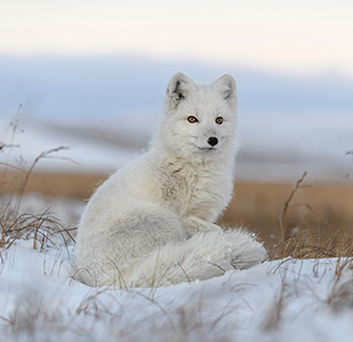 Arctic fox (Vulpes Lagopus) sitting in wilde tundra with snow and grass.