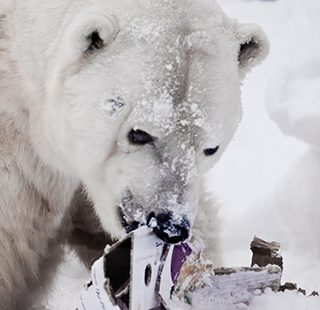 Closeup of the head of a polar bear eating garbage