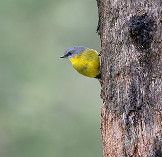 An eastern yellow robin on a tree trunk