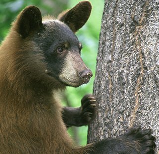 An American Black Bear with its paws on a tree trunk