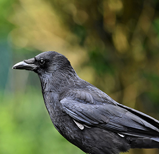 Closup profile of a crow.