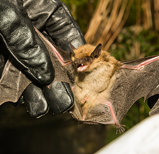 A wildlife biologist wearing gloves holding the wings of a Big Brown Bat.