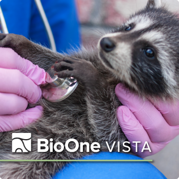 A veterinarian examines a raccoon with a stethoscope