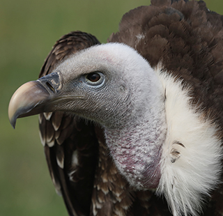 Closeup of the head and upper body of a Rüppell's Vulture