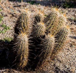 Arizona hedgehog cactus
