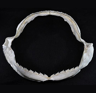 Brambleshark Echinorhinus brucus jaws